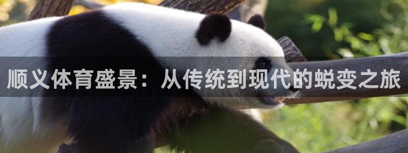 风速体育：顺义体育盛景：从传统到现代的蜕变之旅